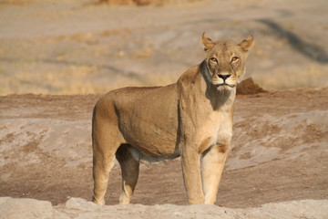 Lioness