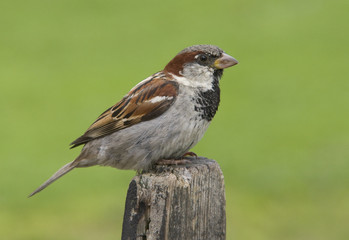 House sparrow
