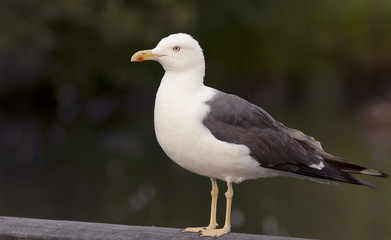 Lesser Black-backed Gull