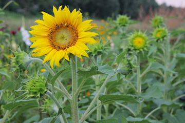 Sunflowers