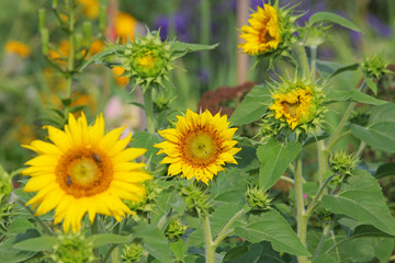 Sunflowers