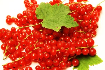 viele Johannisbeeren