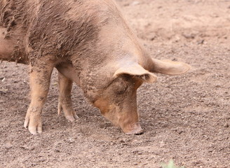 Tamworth pig