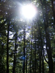 Fototapeta premium Forest in Bavaria, germany
