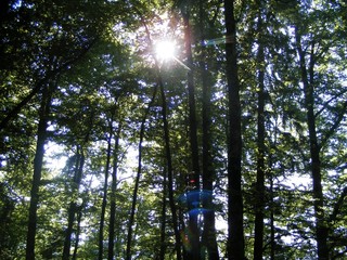 forest in Bavaria, Germany