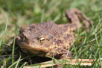 Toad