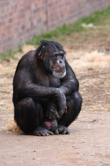 Chimpanzee