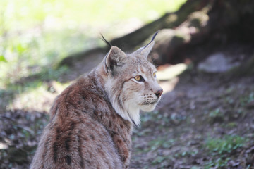 lynx lynx