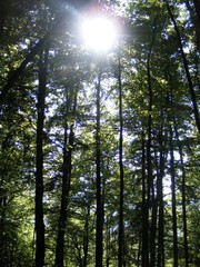 Fototapeta premium Forest in Germany