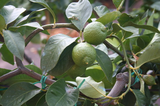 Limonen