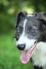 8 month old Border Collie