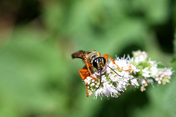 Great Golden Digger Wasp Sphex