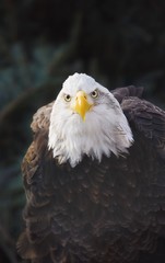 Portrait Of Bald Eagle; Minnesota, Usa