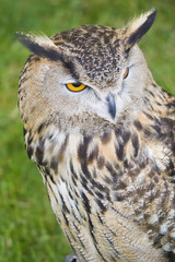 Bengal Eagle Owl