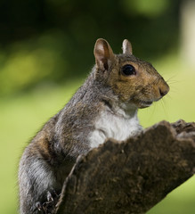 Obraz premium Cautious squirrel