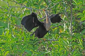 Anhinga Everglades stretching