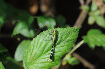 dragonfly green