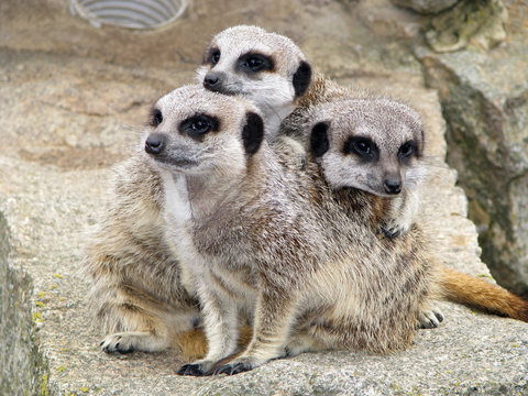 Meerkats
