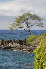 Tree On Shore; Wailea-Makena, Maui, Hawaii