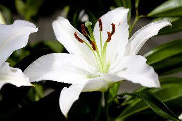 close-up of one white lily with green leaves 1