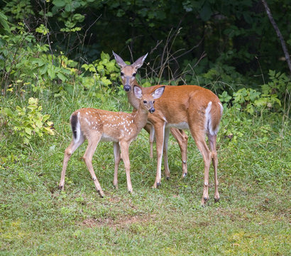 Summer Doe And Fawn