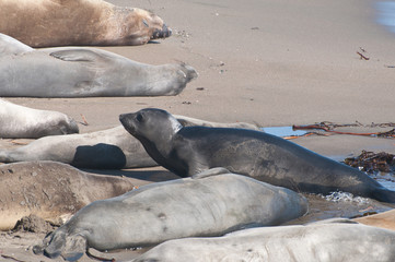 Highway Number One - Seehund