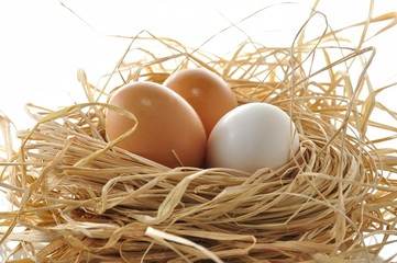 eggs