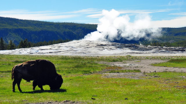Bison in front of a steaming Old Faithful