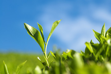 Fototapeta premium Tea Leaves.
