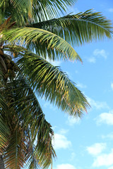 Obraz na płótnie Canvas cocotier tropical