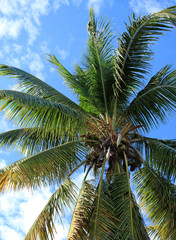 cocotier tropical sur fond de ciel bleu