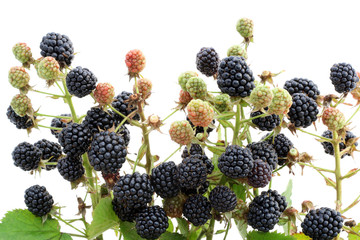 Garden blackberry on branches