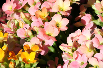 Obraz premium kalanchoés