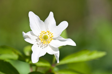 Obraz na płótnie Canvas White spring flower