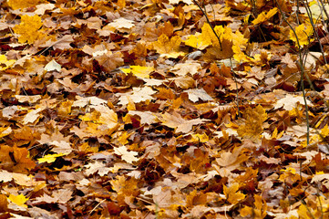 Autum leaves
