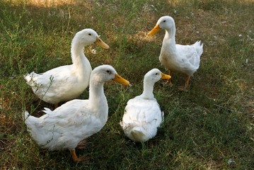 ducks sitting on a grass