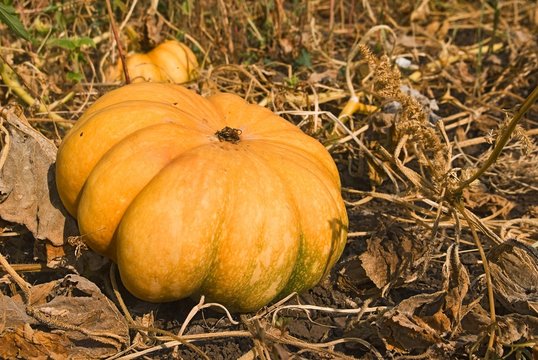 nice pumpkin on a ground
