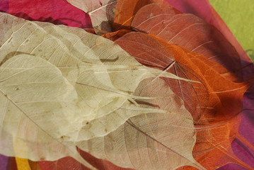 Getrocknete Blätter Bastelmaterial