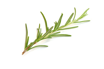 Fototapeta premium Rosemary