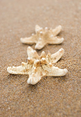 Fototapeta na wymiar Starfish on the Beach with copy space