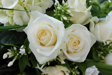 Fototapeta na wymiar Róże blanches