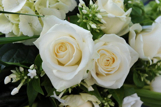 Roses blanches