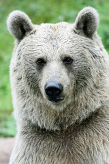 Portrait of a bear