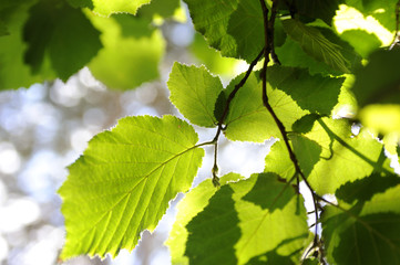 Feuilles de noisetier