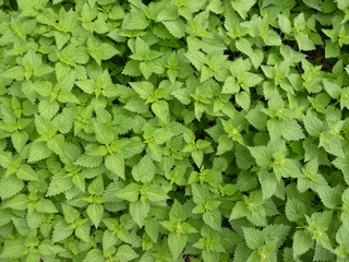 Background - stinging nettles