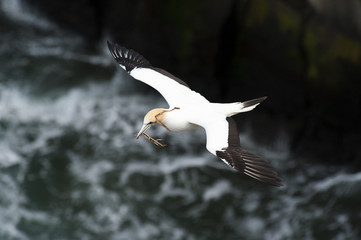 Gannet gathering nesting material