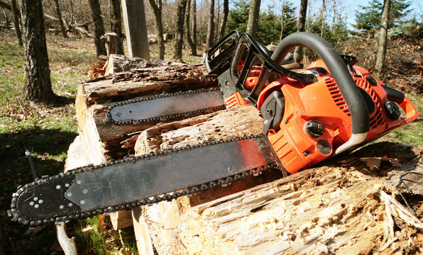 Tron&ccedil;onneuses de b&ucirc;cherons sur tas de bois en foret