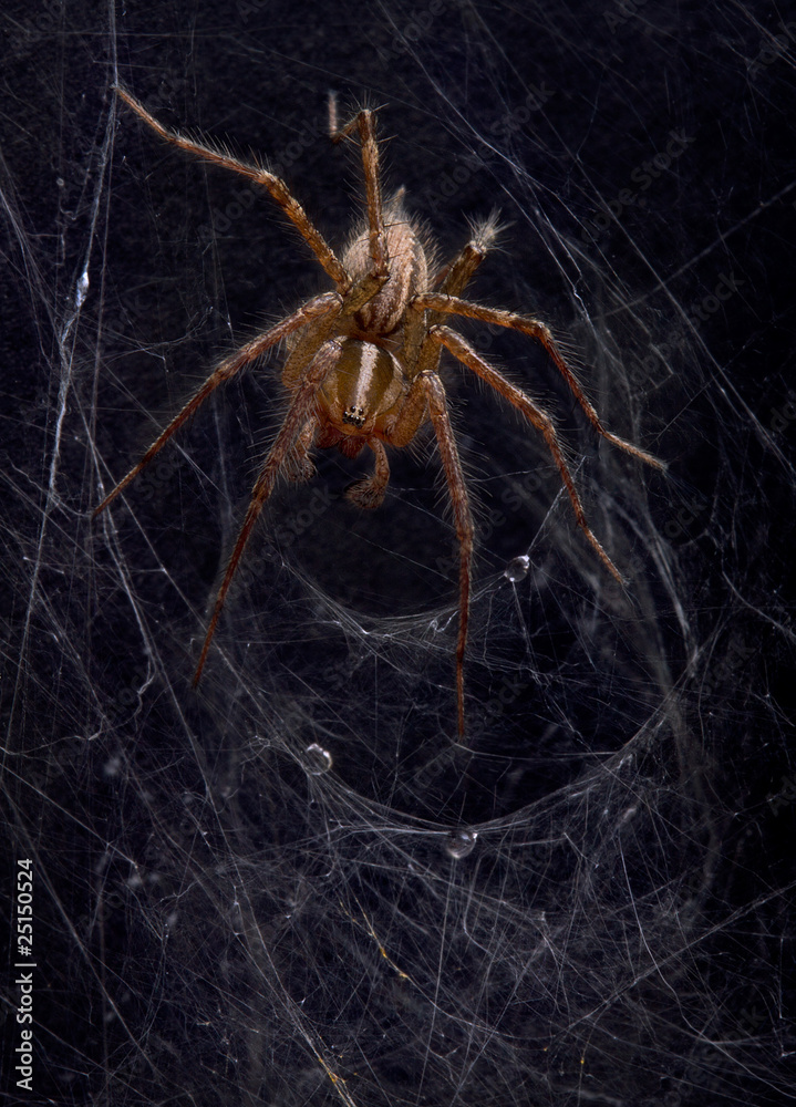 Canvas Prints funnel web spider