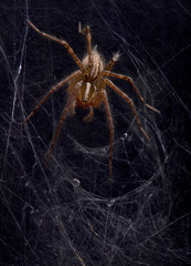 Funnel web spider