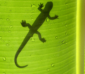 gecko sur feuille de bananier, vu par transparence